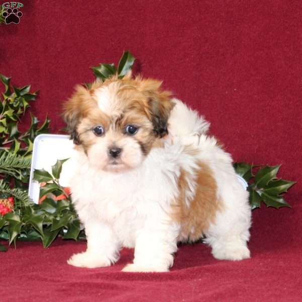 Allspice, Teddy Bear Puppy